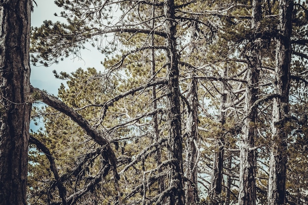 forêt de pins