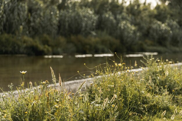 Forêt près d&#39;un paysage fluvial