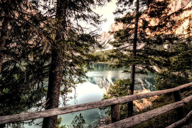 Photo gratuite forêt près d'un plan d'eau