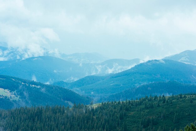 Forêt de sapins dans les montagnes verdoyantes