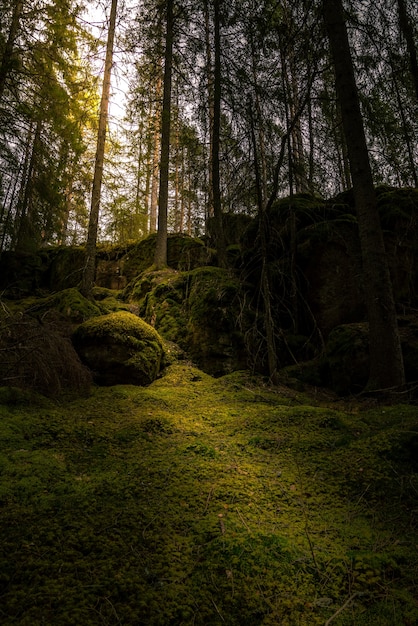 Forêt avec le soleil qui brille à travers les branches