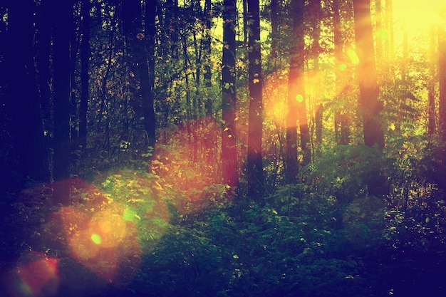 Forêt avec sunbeam