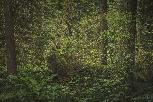 Forêt tropicale luxuriante avec plantes, arbres et buissons