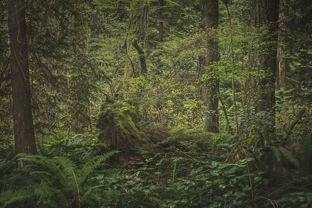 Forêt tropicale luxuriante avec plantes, arbres et buissons