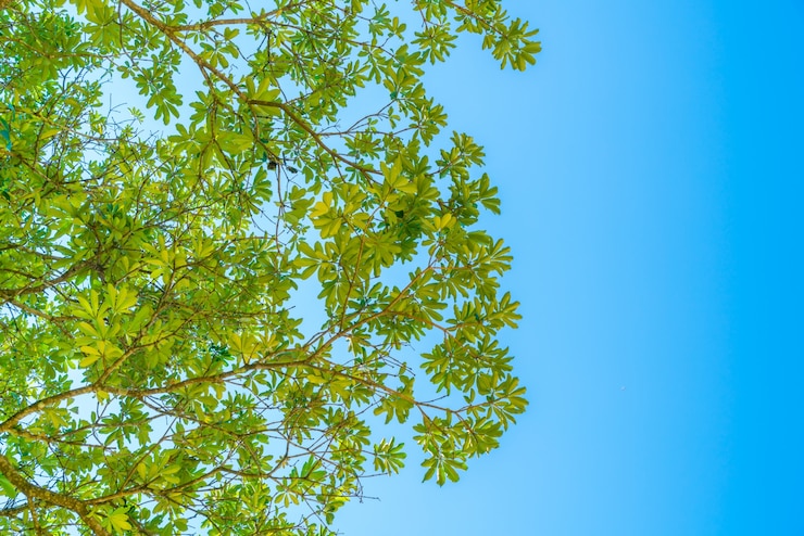 Photo gratuit forêt verte avec la lumière du soleil.