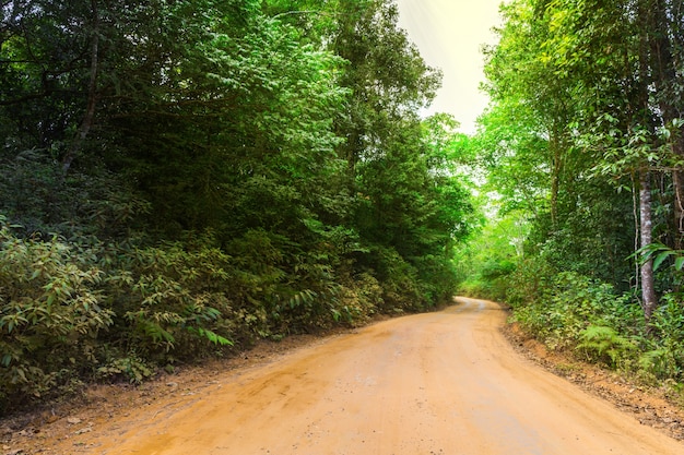 Forêt avec voie