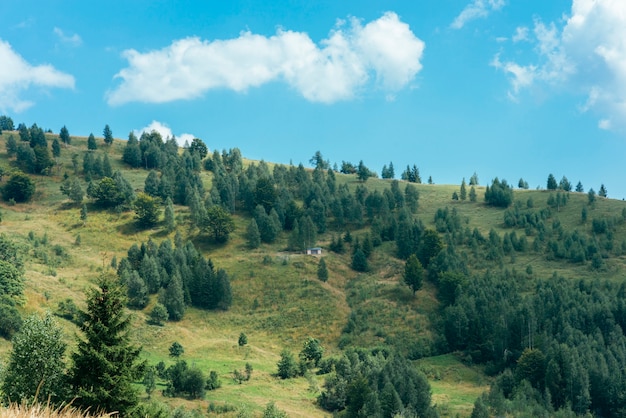 Forêts de conifères à feuilles persistantes sur un paysage de montagne