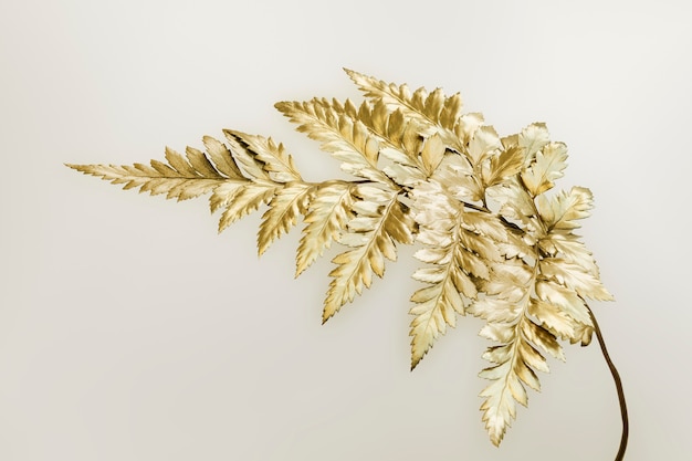 Fougère à feuilles d'or isolé sur fond