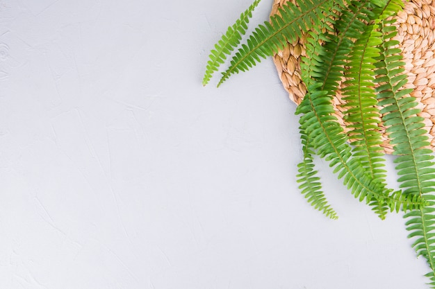 Photo gratuite fougère verte feuilles sur tableau blanc