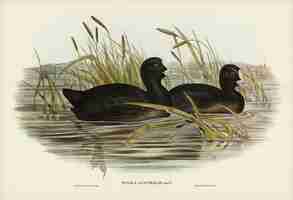 Photo gratuite foulque australienne (fulica australis) illustrée par elizabeth gould