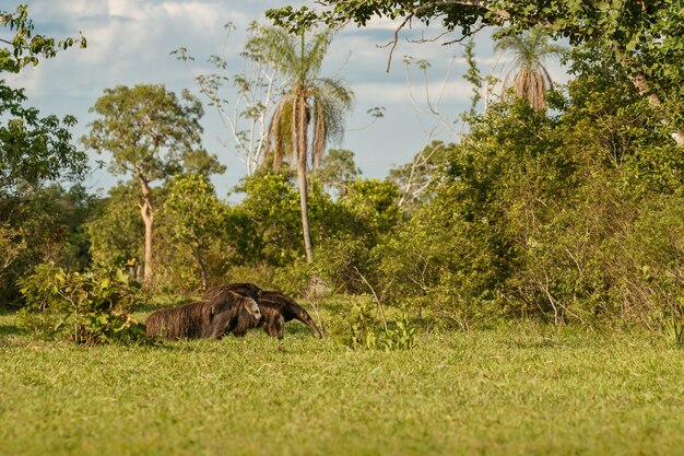 Fourmilier géant étonnant marchant dans l'habitat naturel