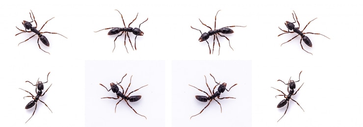 Photo gratuit fourmis differents images