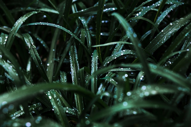 Fourré d&#39;herbe mouillée sombre