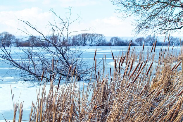 Fourrés de roseaux sur la rive de la rivière en hiver, rivière couverte de glace