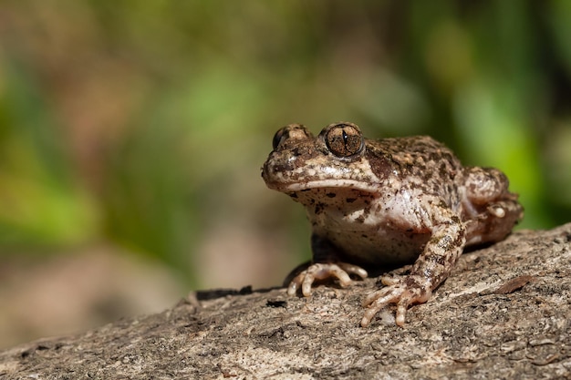 Foyer peu profond d'un crapaud sage-femme (Alytes obstetricans) sur l'écorce