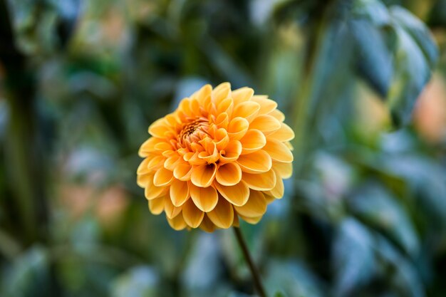 Foyer peu profond de fleur jaune pendant la journée