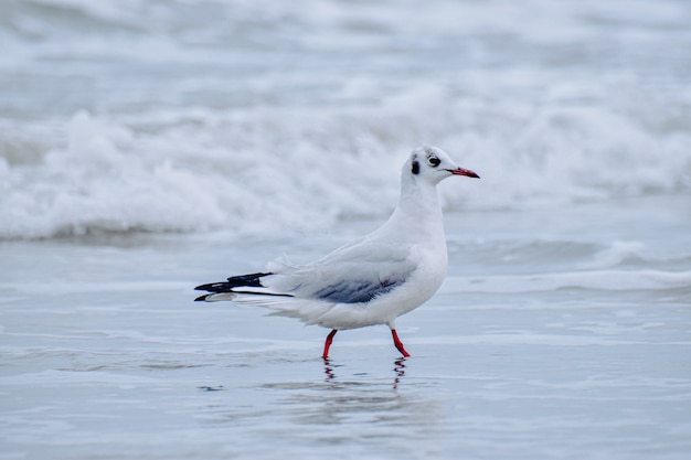 Foyer peu profond d'une mouette à la plage un jour sombre