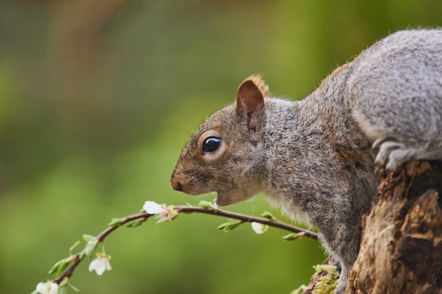 Foyer sélectif d'un écureuil sauvage mangeant une fleur sauvage sur un arrière-plan flou