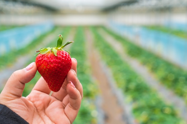 Fraise fraîche choisie à la main