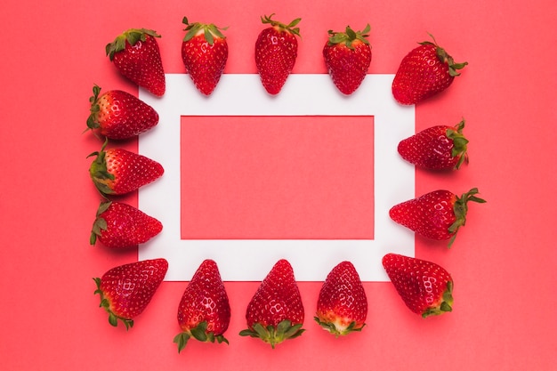 Fraises juteuses mûres alignées sur un cadre blanc sur fond rose