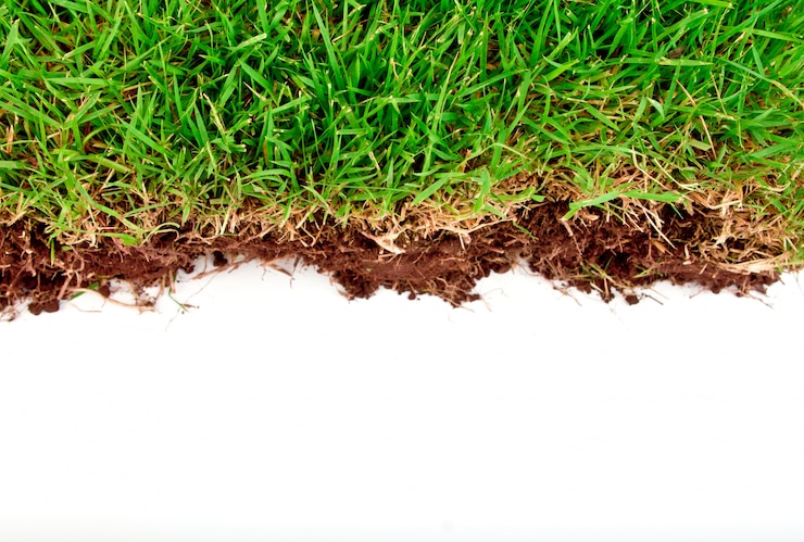 Photo gratuit fresh green grass de printemps avec de la terre isolé sur fond blanc.