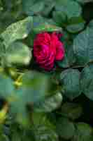 Photo gratuite un front close up view rose rouge avec des buissons verts