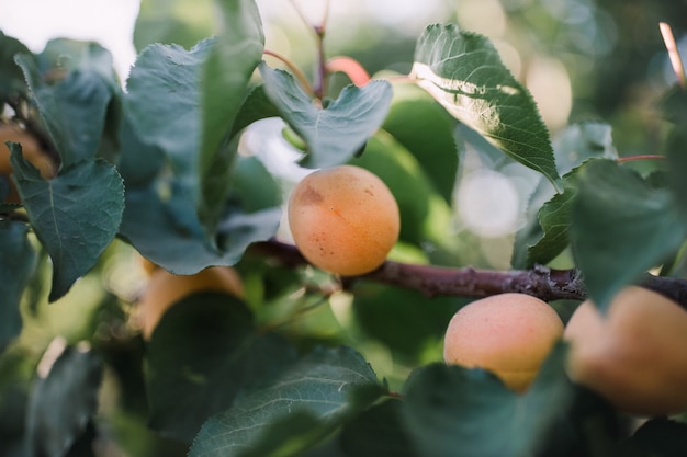 Fruit d'abricot sur une branche d'arbre
