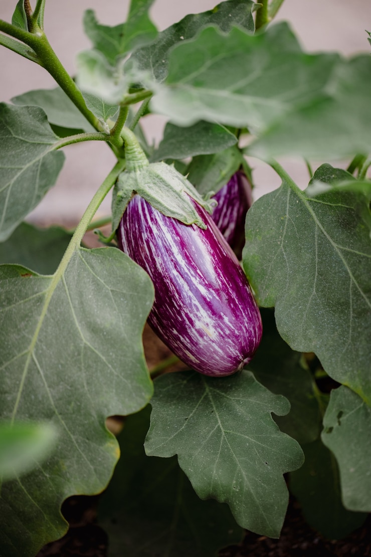 Photo gratuit fruit rond violet sur feuilles vertes