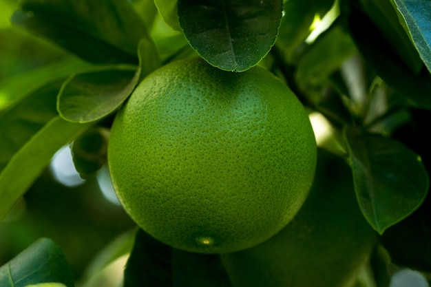 Fruit de la rosée d'eau verte