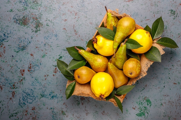 Fruits frais de la ferme biologique, poires, coings, vue de dessus