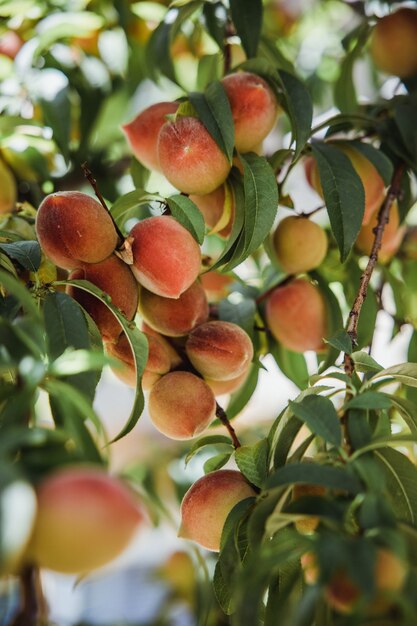 Fruits de pêches sur l'arbre pendant la journée