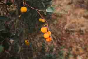 Photo gratuite fruits sauvages en forêt