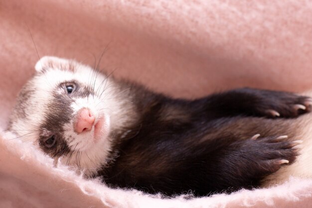 Images Mignon Furet Vecteurs Photos Et Psd Gratuits