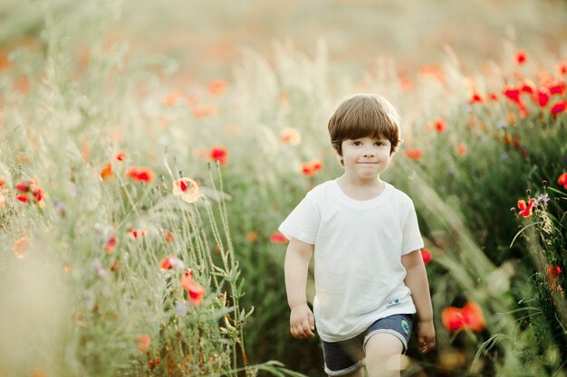 Garçon mignon marche parmi le champ de coquelicots