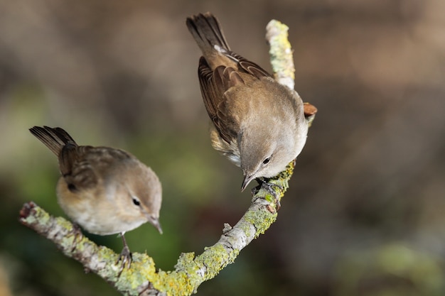 Garden warblers Sylvia borin, un flou, Malte, Méditerranée