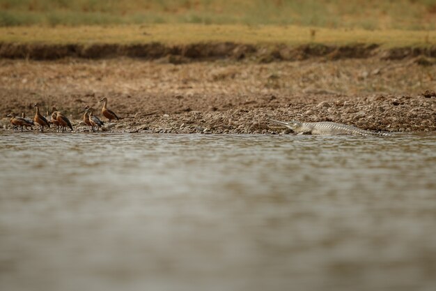 Gavial indien dans le sanctuaire de la rivière chambal, habitat naturel