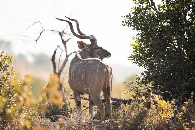 gazelle, debout, près, arbres