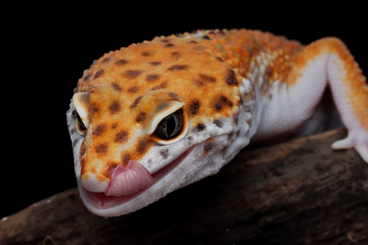 Photo gratuit gecko léopard gros plan sur bois