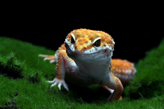 Photo gratuite gecko léopard gros plan avec de la mousse sur fond noir