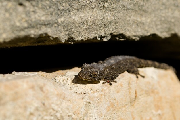 Gecko maure, Tarentola mauritanica, se prélassant au soleil et perdant sa peau.