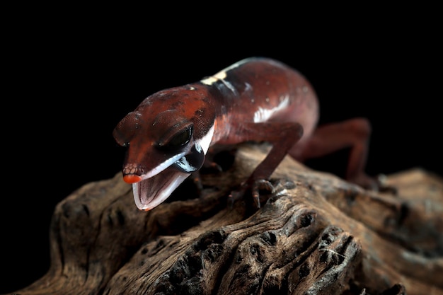 Photo gratuite gecko oeil de chat gros plan sur une fleur gros plan gecko oeil de chat bébé