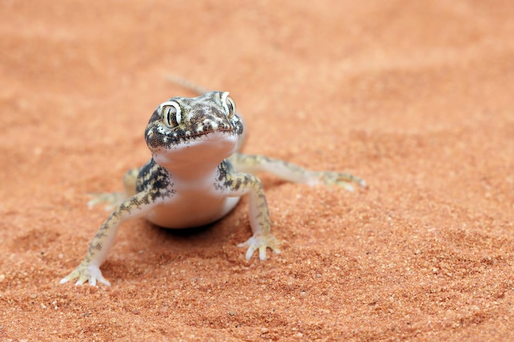 Photo gratuit gecko de sable se prélassant dans le sable gecko de sable tête gros plan stenodactylus petrii stenodactylus petrii gecko
