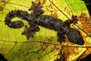 Photo gratuite gecko volant sur des feuilles vertes camouflage de gecko volant sur des feuilles