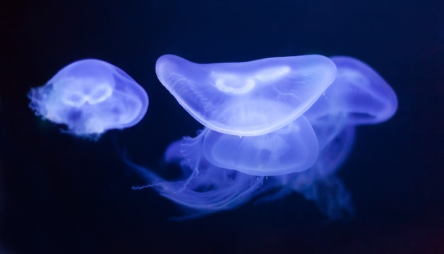 Photo gratuite gelée de lune dans l'eau