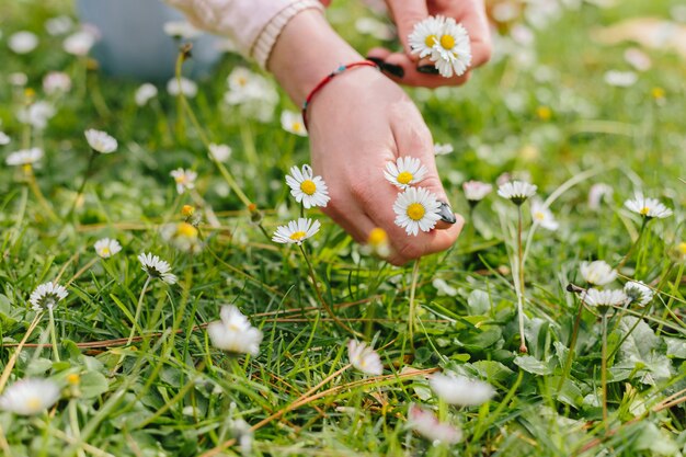 Gens, cueillette, fleur de camomiles