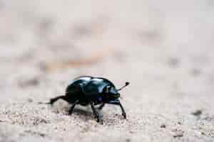 Photo gratuite geotrupes stercorarius marchant sur une prairie sablonneuse