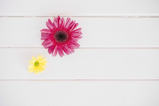 Gerbera et daisy sur blanc