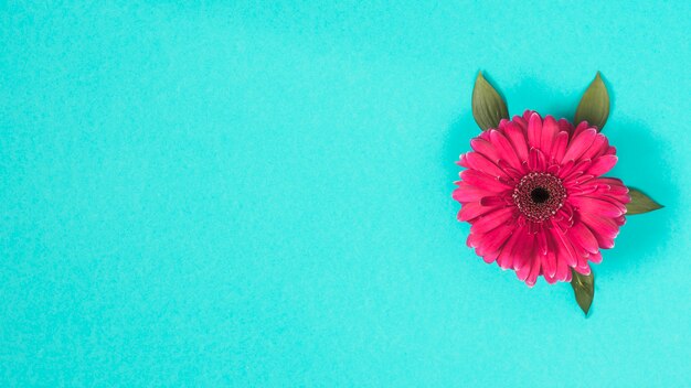 Gerbera fleur sur la table bleue