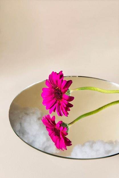 Gerbera rose grand angle et miroir