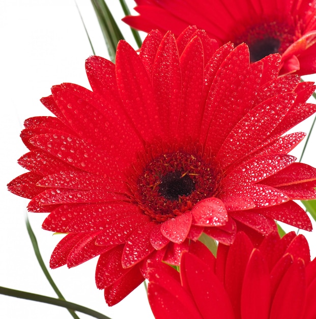 Photo gratuite gerberas rouges bouchent